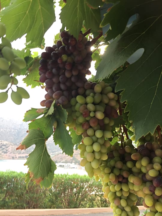 Außenansicht Fodele Beach & Water Park Holiday Resort