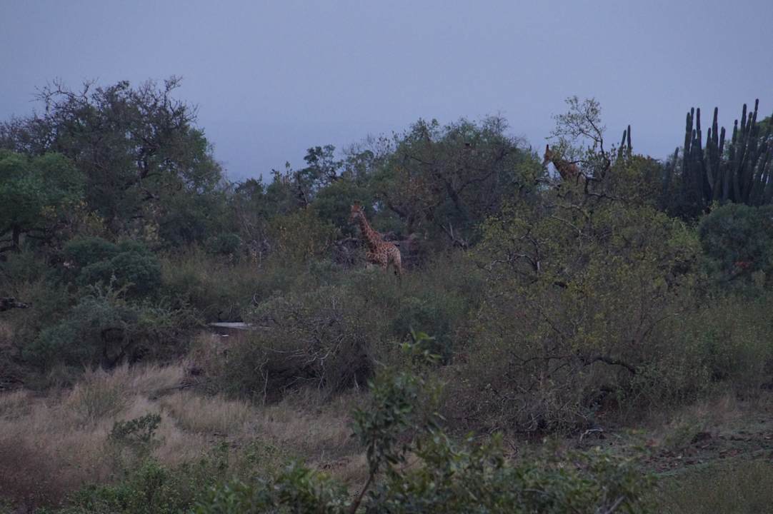 Ausblick Hotel Zulu Nyala Game Lodge