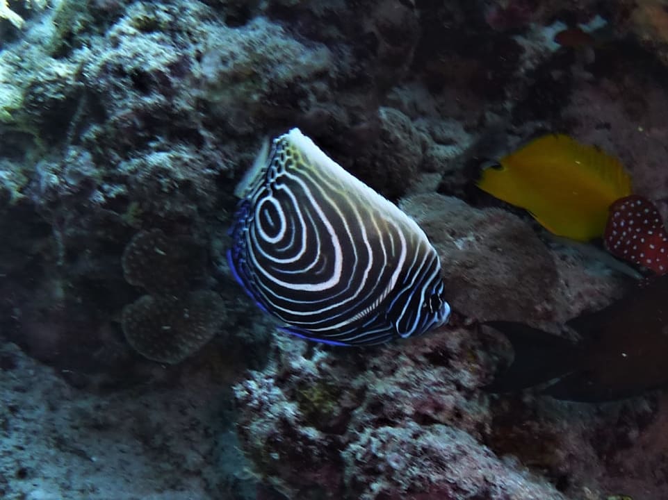 Sport & Freizeit NH Collection Maldives Reethi Resort