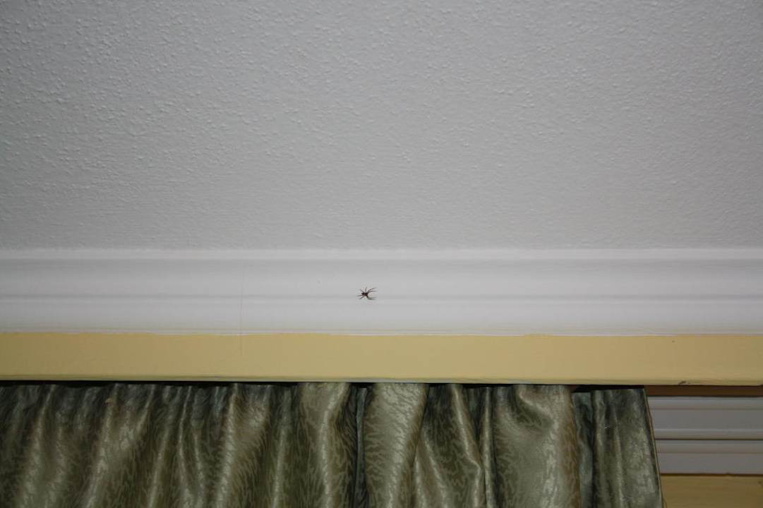 Mitbewohner Sonnenwald Hotel