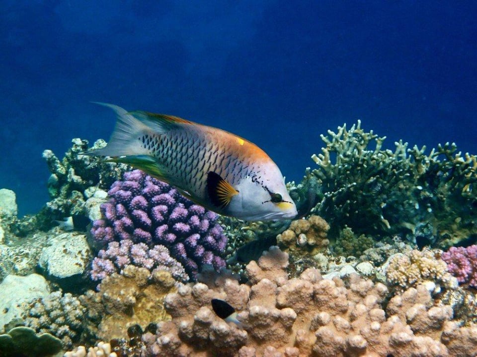 Schnorcheln am Hausriff Malikia Resort Abu Dabbab