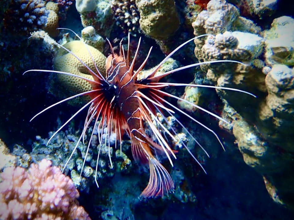 Sport & Freizeit Pickalbatros Palace Hotel-Port Ghalib