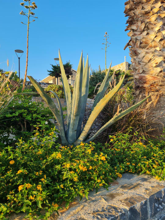 Gartenanlage Nana Golden Beach