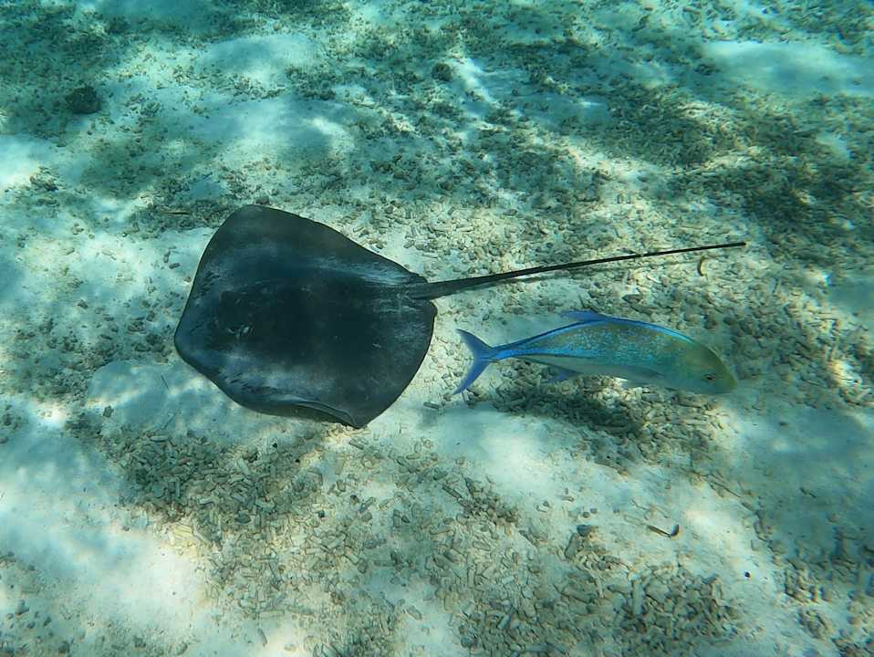 Strand Jawakara Islands Maldives