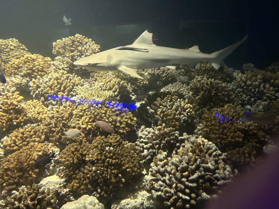 Gastro OBLU SELECT Lobigili