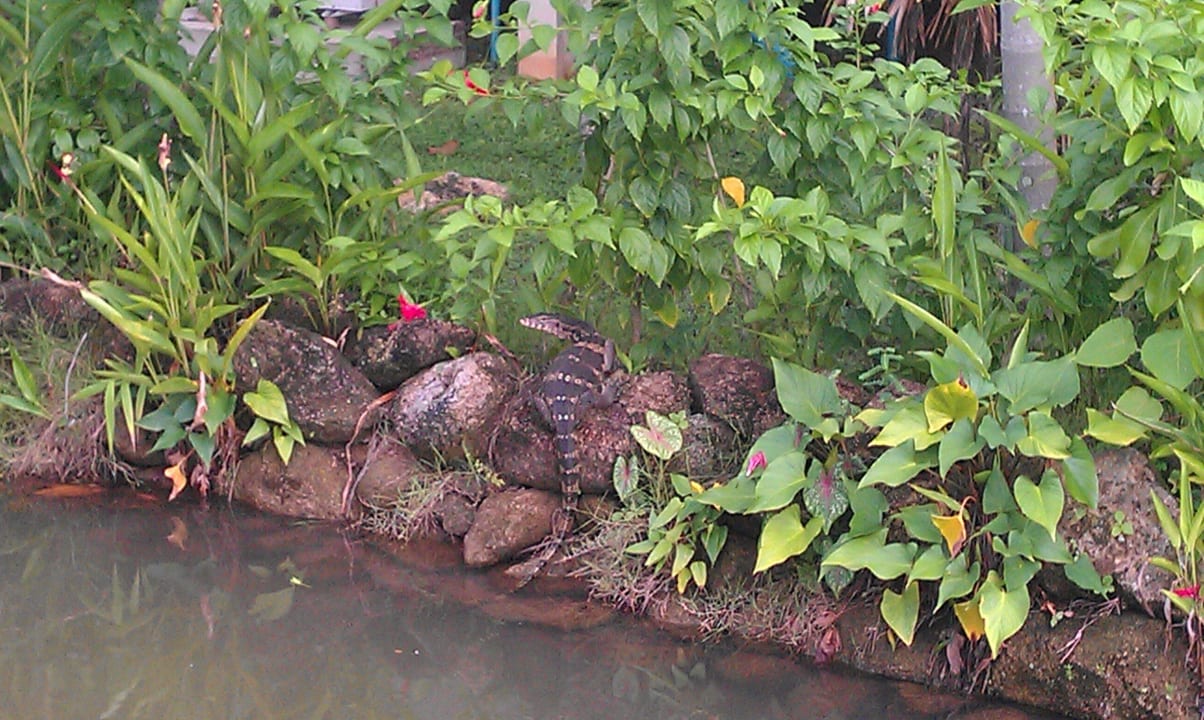 Waran Khaolak Laguna Resort