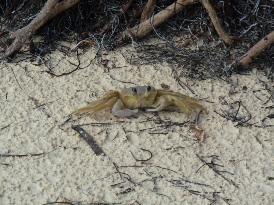 Kleiner Krebs  Villas Bavaro Resort & Spa