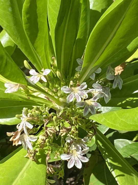 Gartenanlage Akumal Bay Beach & Wellness Resort