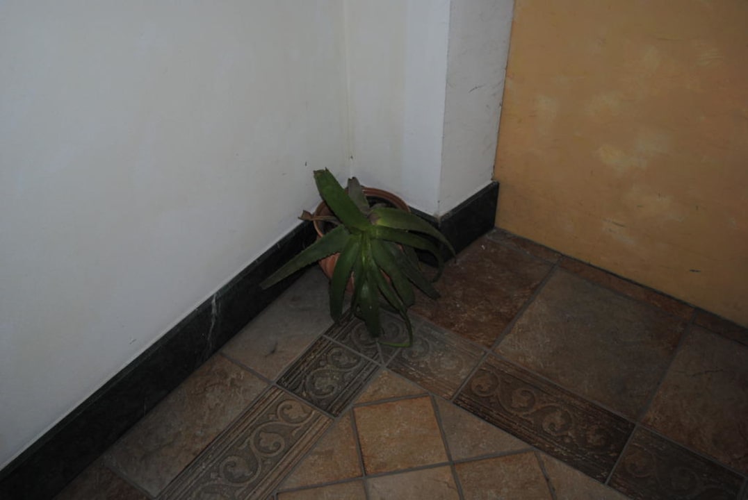 Verdorrte Pflanzen Berglandhotel Untertheimerhof