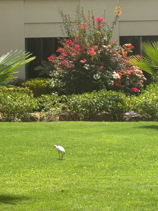 Gartenanlage Hotel Riu Baobab