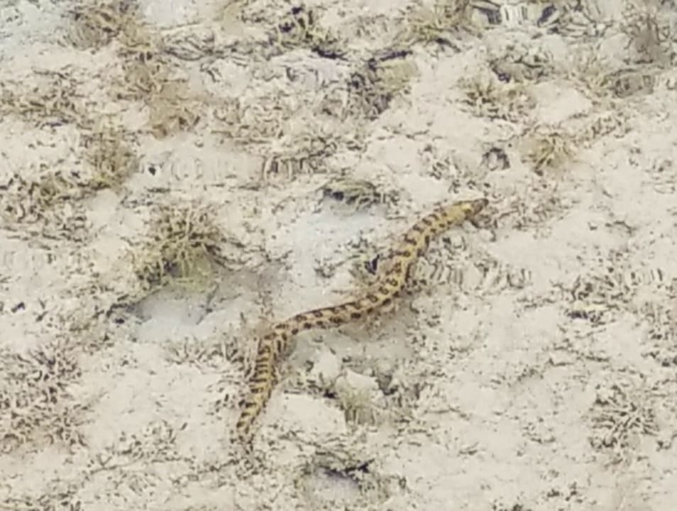 Strand Novotel Marsa Alam Beach Resort