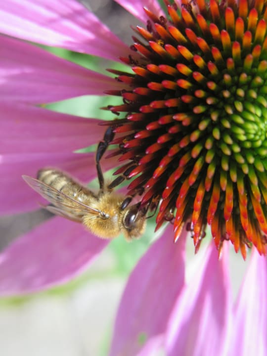 Auch die Bienen wissen: hier lässt's sich laben .. Hirschen Schwarzenberg - Fine Hotel, Restaurant & Spa