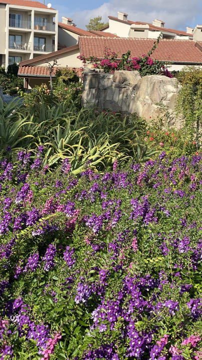 Gartenanlage Arum Barut Collection