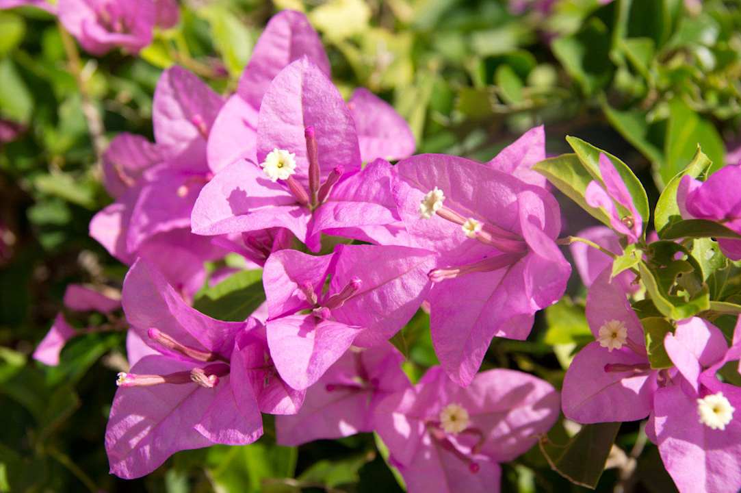 Blumen gab es reichlich Iberostar Selection Ensenachos