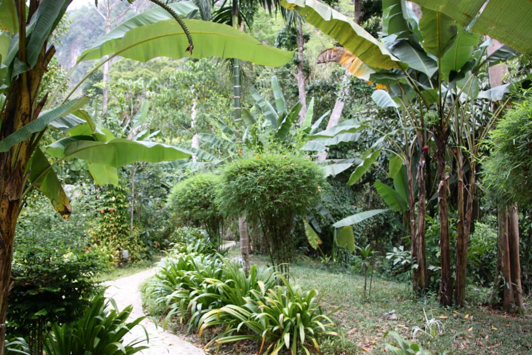Weg zum Baumhaus Our Jungle House