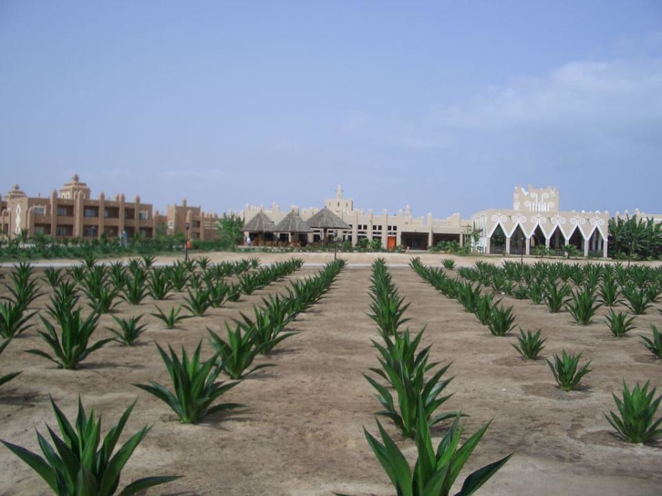 Blick auf Lobbybar Hotel Riu Funana