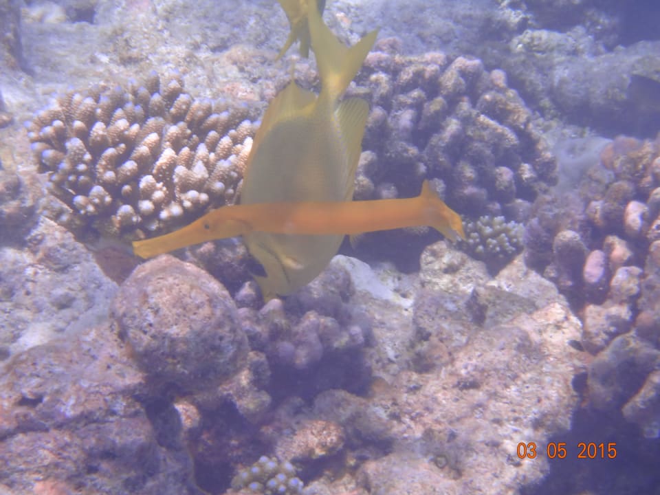 Unterwasserwelt Kuramathi Maldives