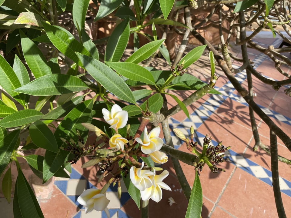 Gartenanlage Steigenberger Coraya Beach - Adults only