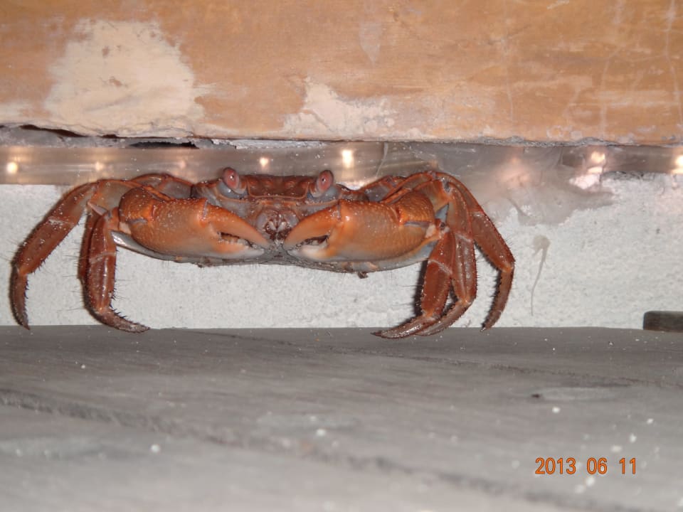 Toller Krebs unter der Bühne der Fung Bar Kuramathi Maldives