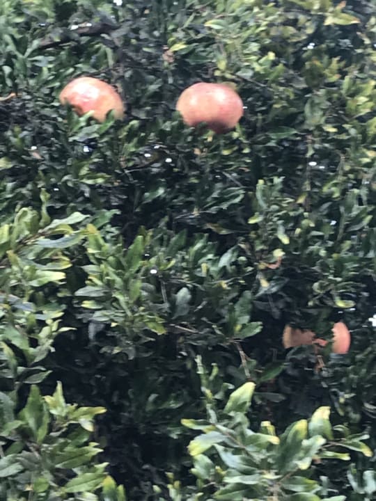 Gartenanlage Dogan Paradise Beach