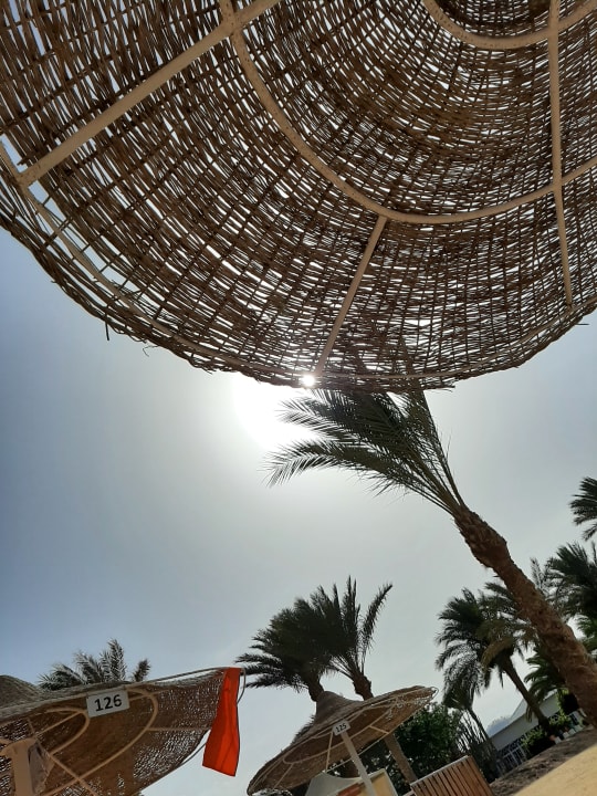 Sonstiges Desert Rose