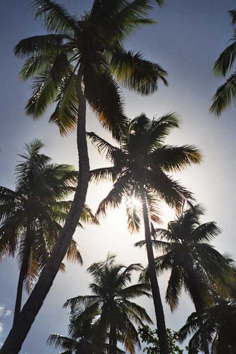 Ausblick Wyndham Alltra Samana
