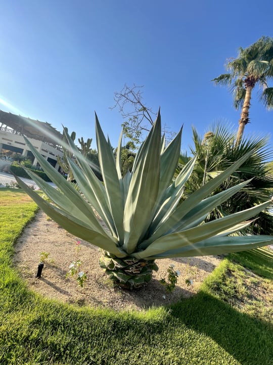 Gartenanlage ROBINSON SOMA BAY