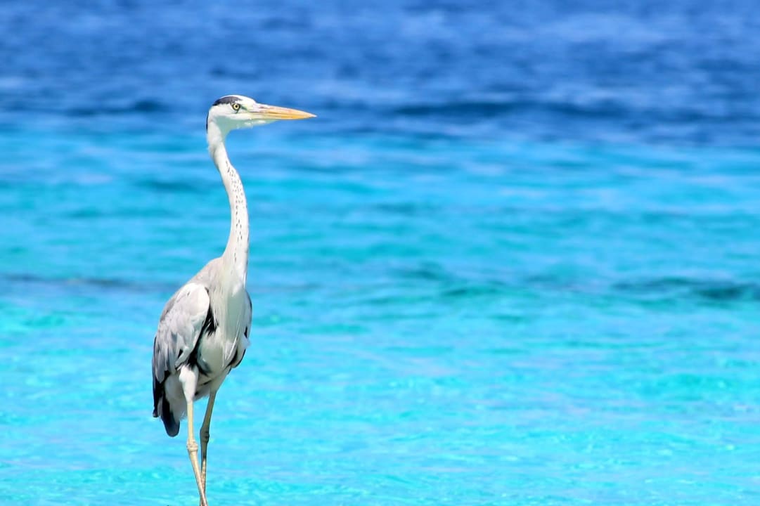 Gehört zu den Ureinwohnern der Insel NH Collection Maldives Reethi Resort