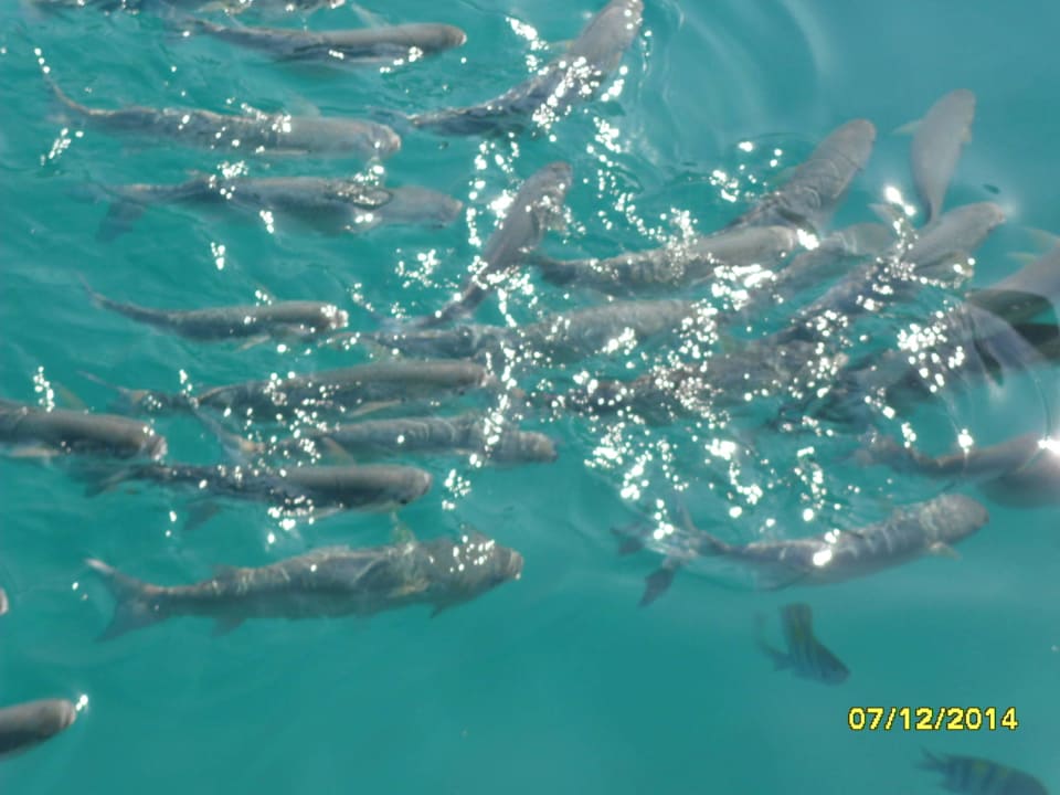 Рыбки Pickalbatros Citadel Resort