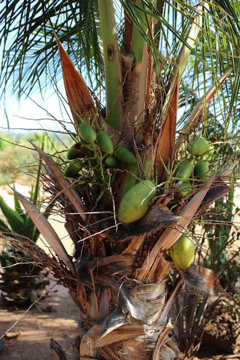 Hotel Riu Touareg Hotel Riu Touareg