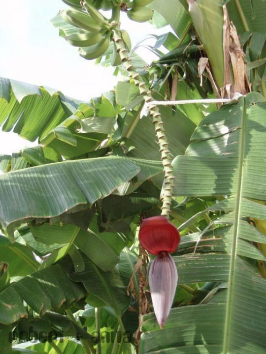 Bananenstauden im Corali Corali Hotel