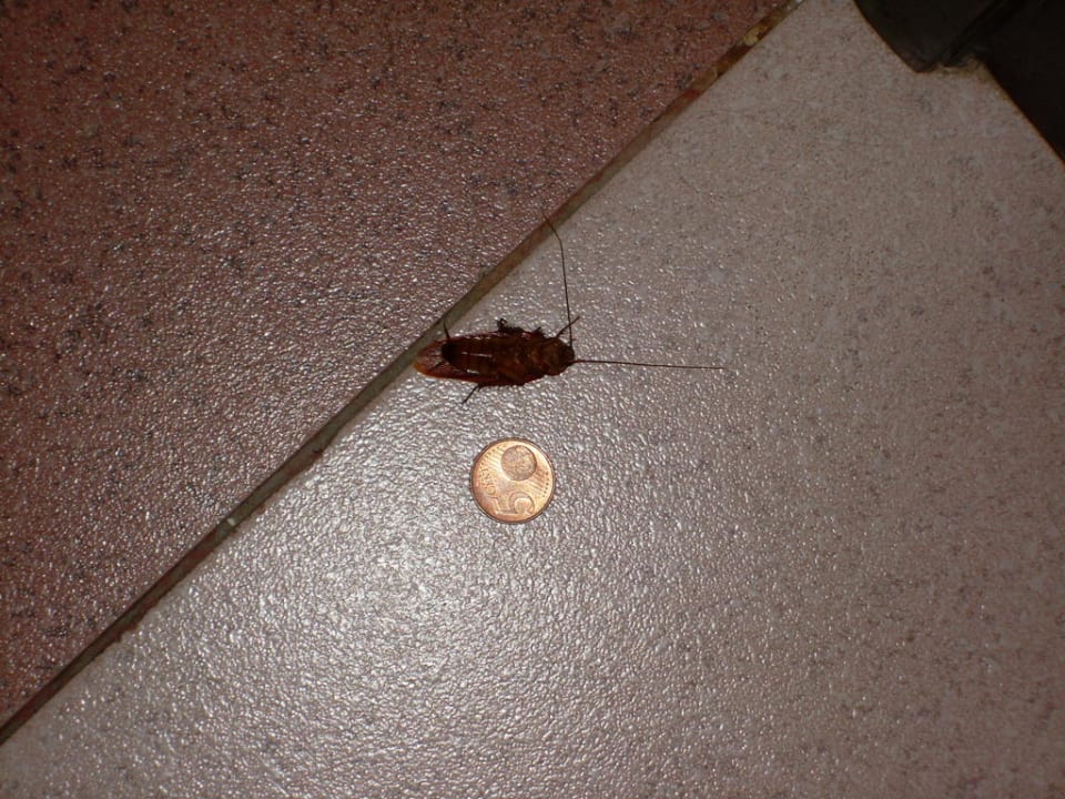 Lag leider des öfteren in unserem Zimmer Allegro Agadir