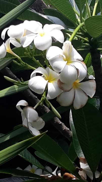 Gartenanlage Hotel The Cottage