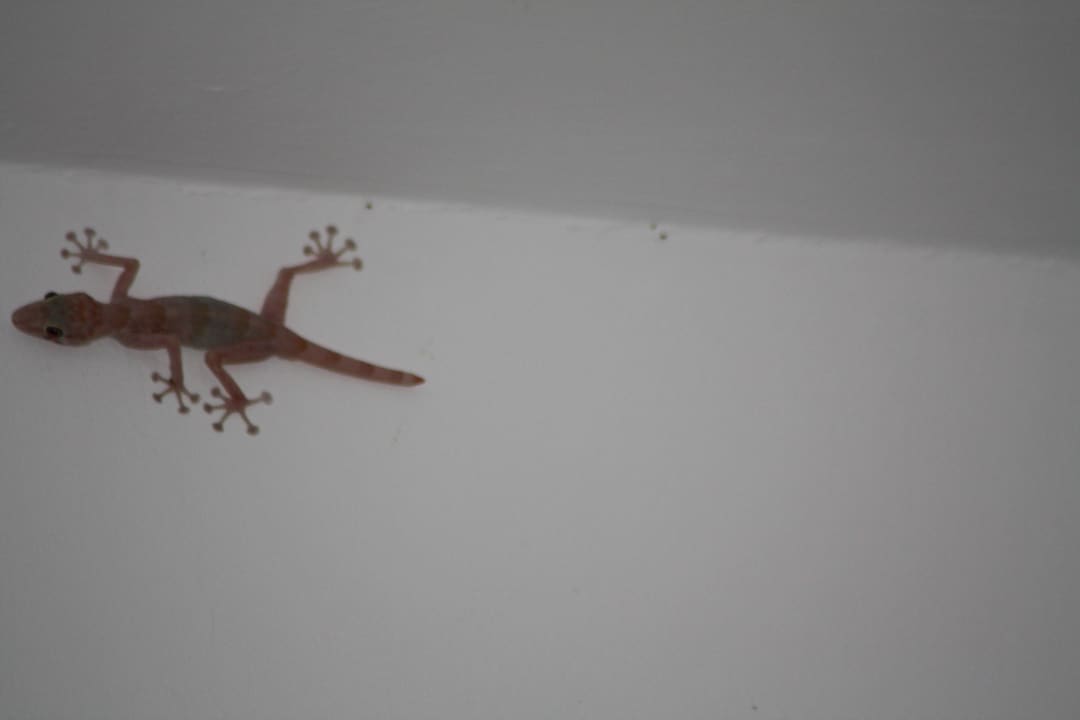 Lokator bez przystawki Desert Rose