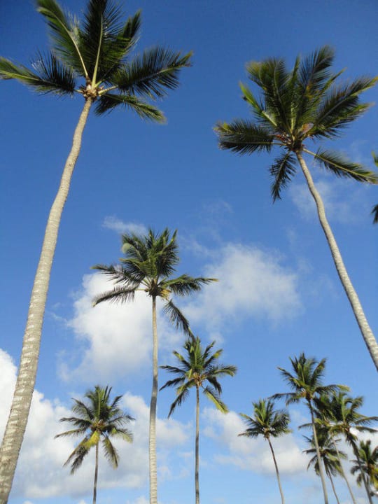 Palmen Majestic Elegance Punta Cana