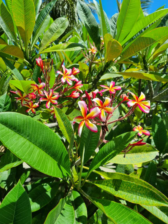 Gartenanlage Bahia Principe Grand Aquamarine