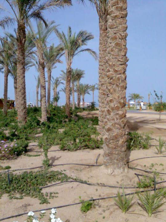 Garten Steigenberger ALDAU Beach Hotel