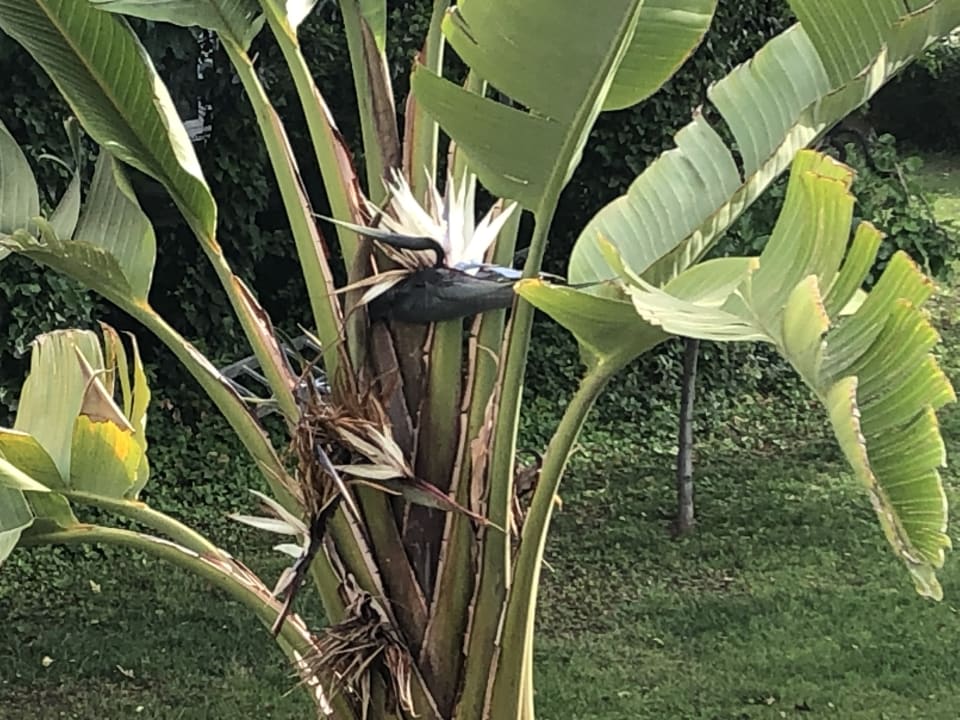 Gartenanlage Labranda Alantur Resort