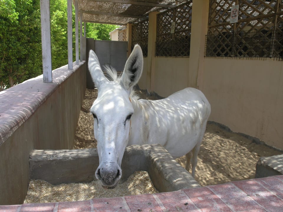 Jaqueline die gute Seele der Divers Jaz Solaya