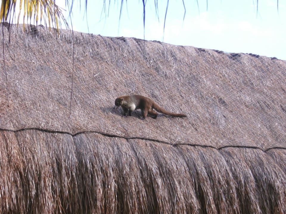 Nasenbär auf dem Dach Iberostar Waves Paraiso del Mar