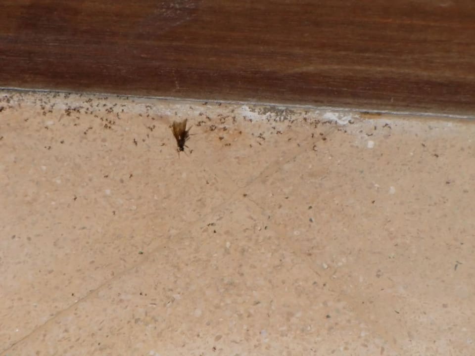 Insekten überall an den Fussleisten Hotel Keraton Jimbaran Resort