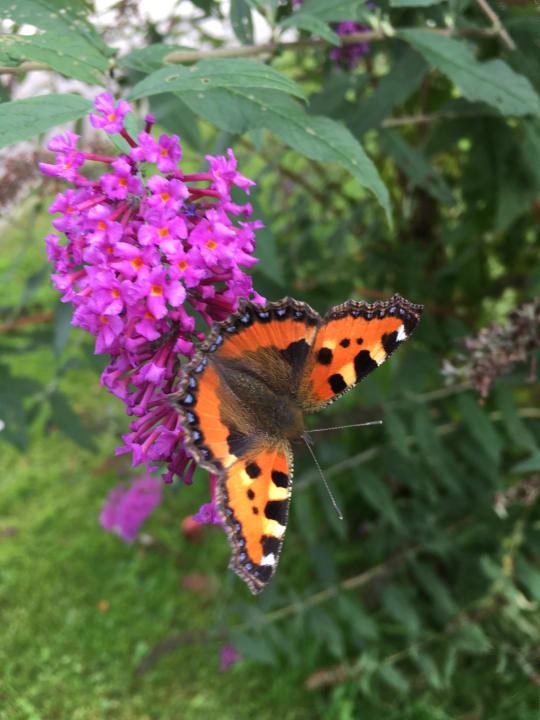 Schmetterling Erlebnisbauernhof Achatz