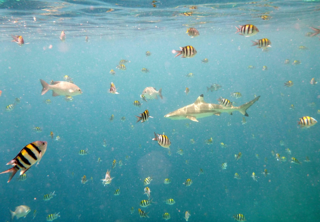 Hausriff Kuramathi Maldives