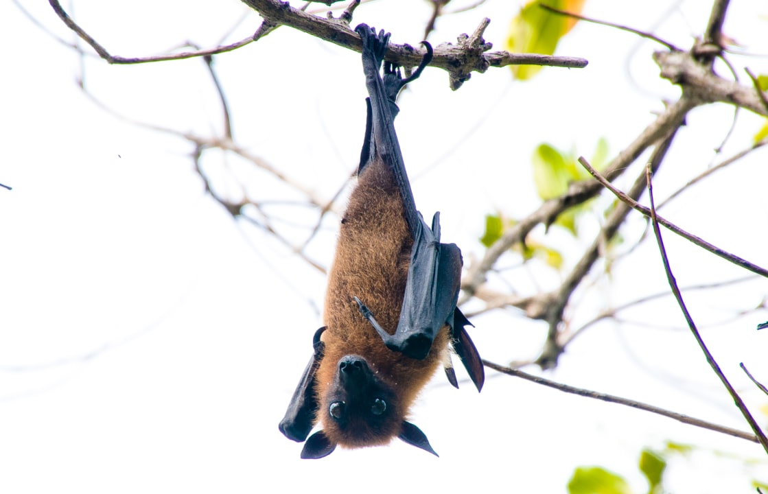 Gartenanlage Adaaran Select Meedhupparu Island Resort - Premium All Inclusive