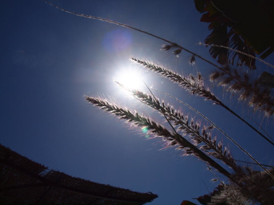 Sonne Steigenberger Coraya Beach - Adults only