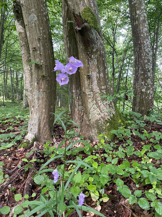 Gartenanlage Pałac i Folwark Galiny