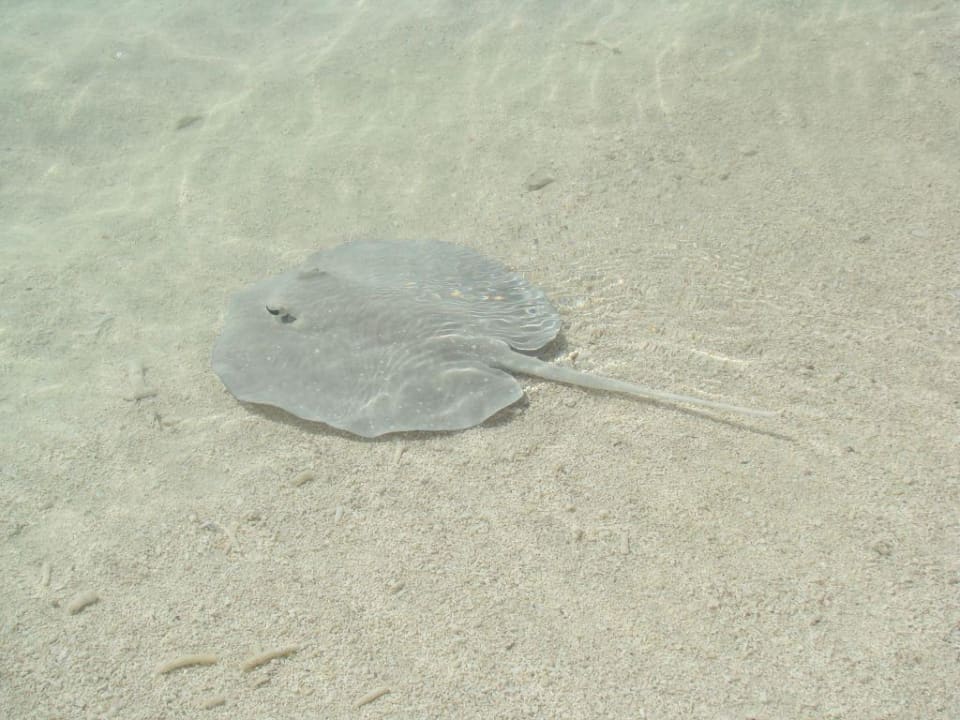 Tierwelt Meeru Maldives Resort Island
