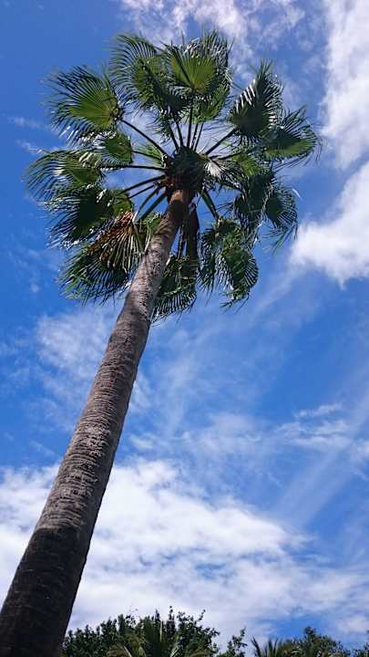 Palme Hotel Southern Palms Beach Resort