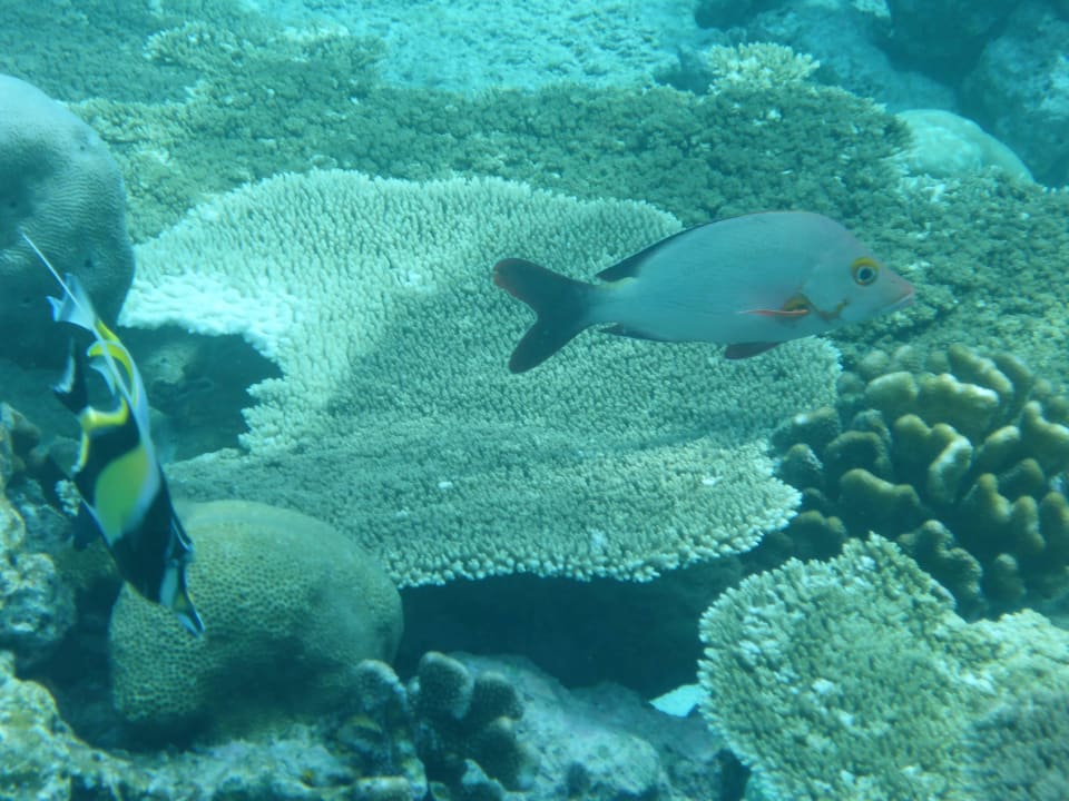 Schnorcheln Kuramathi Maldives