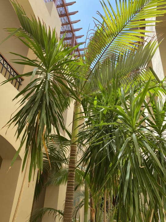 Gartenanlage Hotel JAZ Makadi Star & Spa